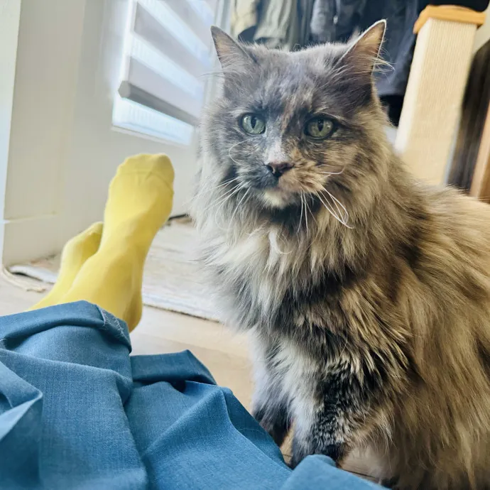 Mindful Purrfessional Care By Meg