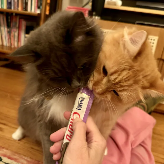 Mindful Purrfessional Care By Meg