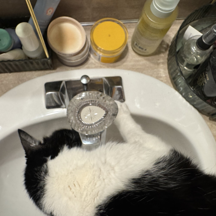 Mindful Purrfessional Care By Meg