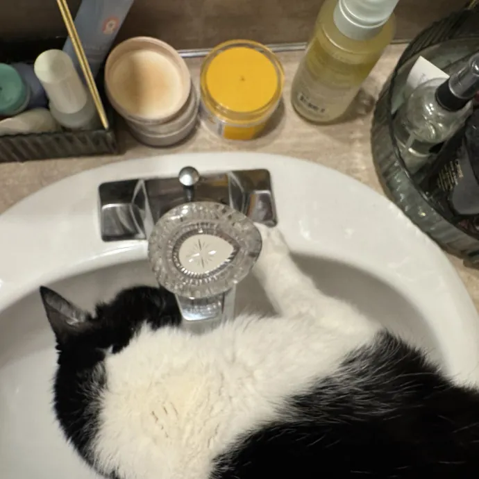 Mindful Purrfessional Care By Meg
