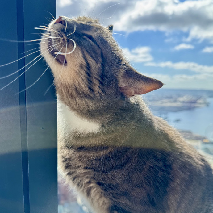 Mindful Purrfessional Care By Meg