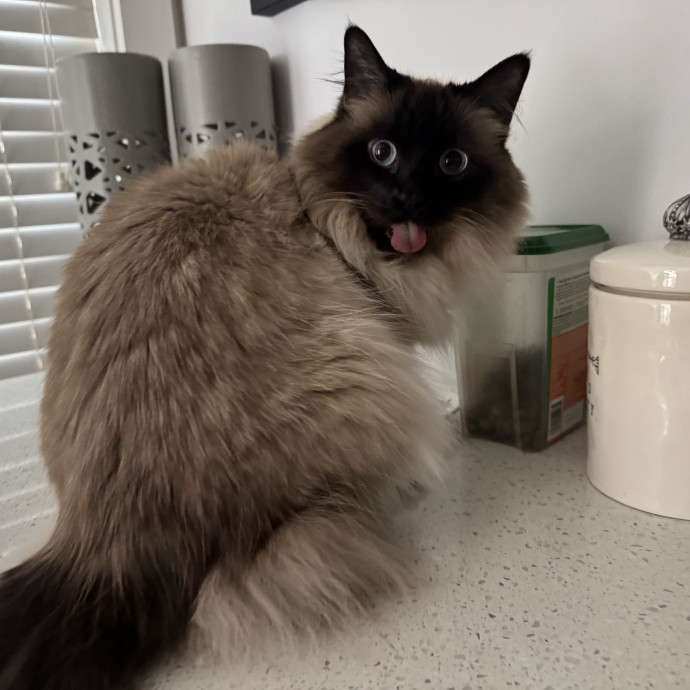 Mindful Purrfessional Care By Meg