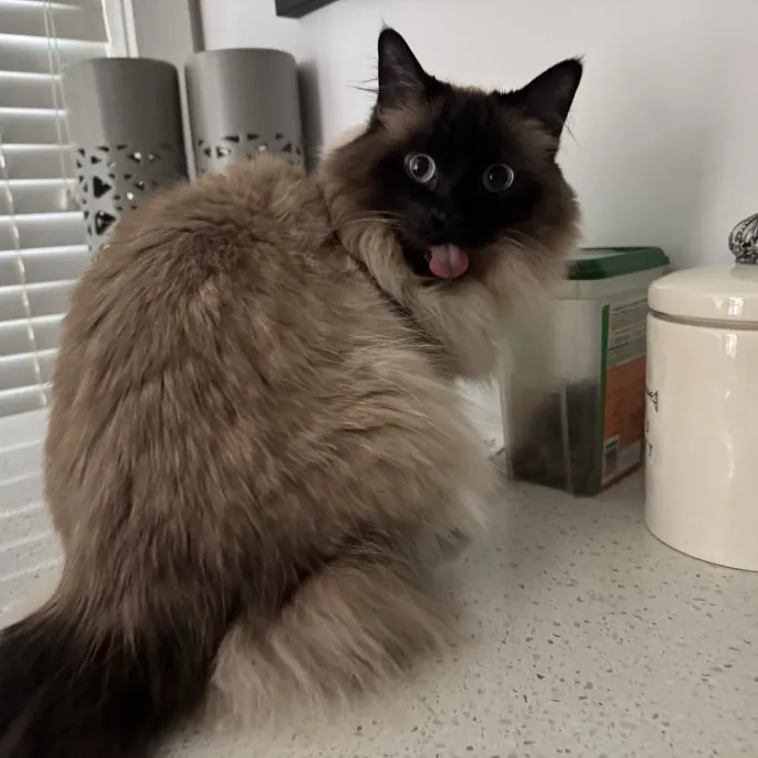 Mindful Purrfessional Care By Meg