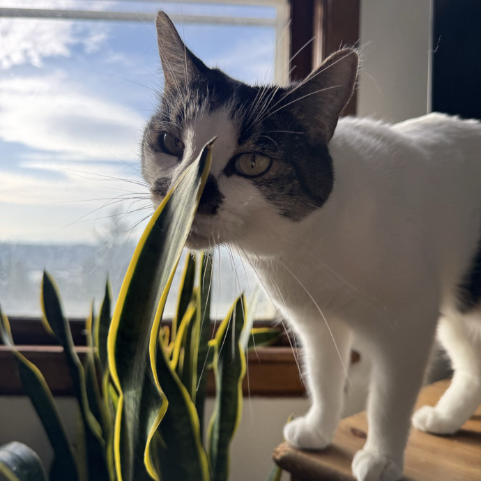 Mindful Purrfessional Care By Meg