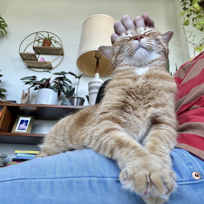 Mindful Purrfessional Care By Meg