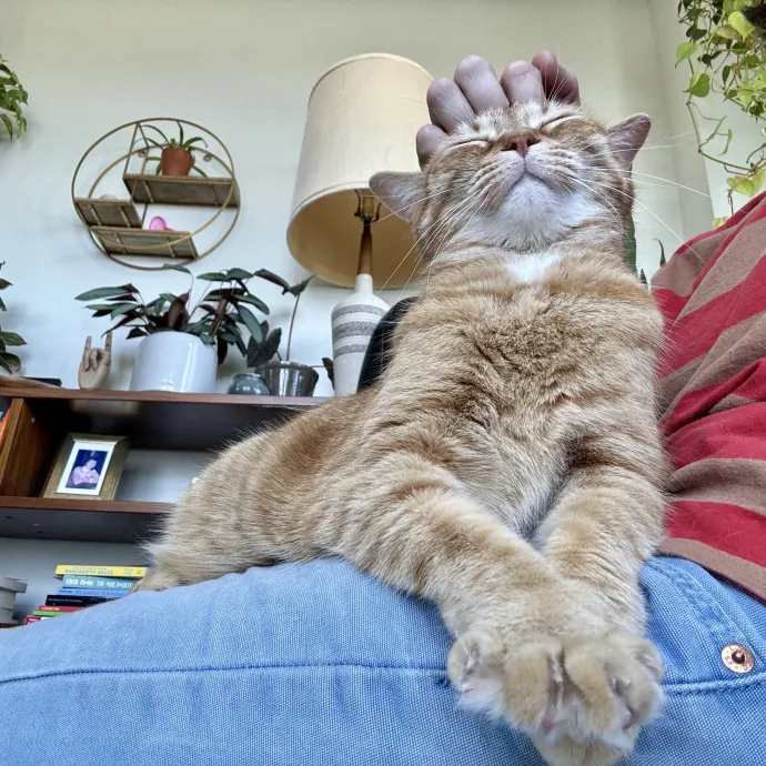 Mindful Purrfessional Care By Meg