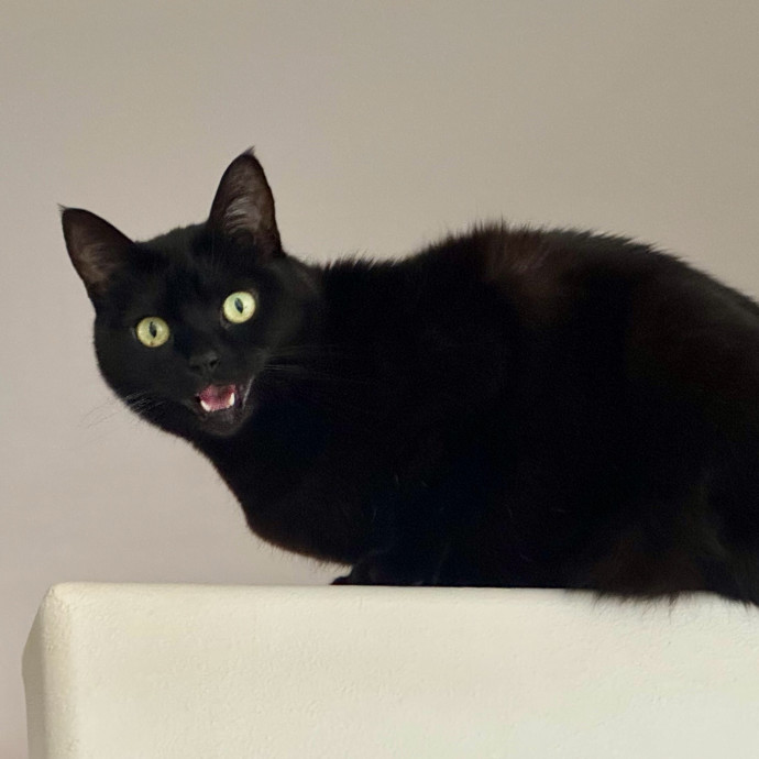 Mindful Purrfessional Care By Meg