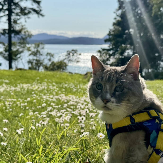 Mindful Purrfessional Care By Meg