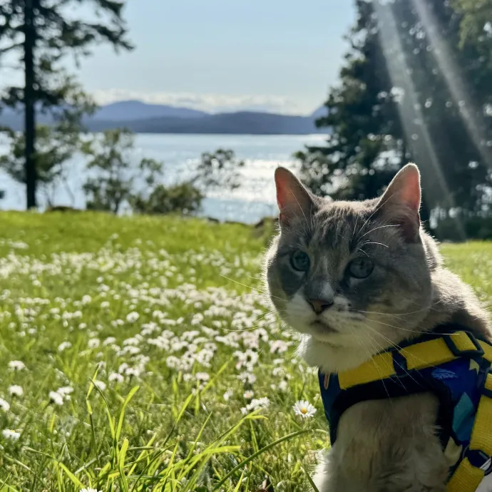 Mindful Purrfessional Care By Meg