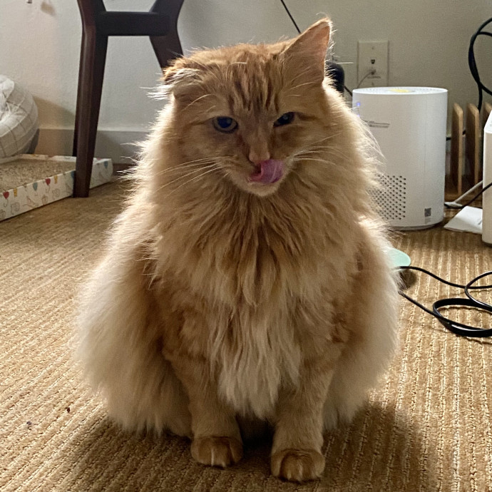 Mindful Purrfessional Care By Meg