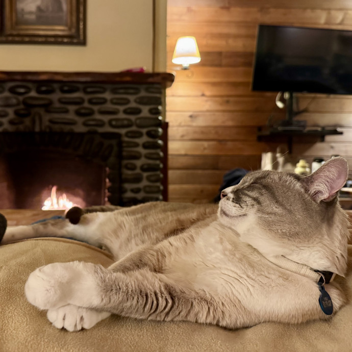 Mindful Purrfessional Care By Meg