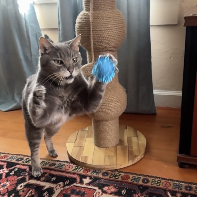 Mindful Purrfessional Care By Meg