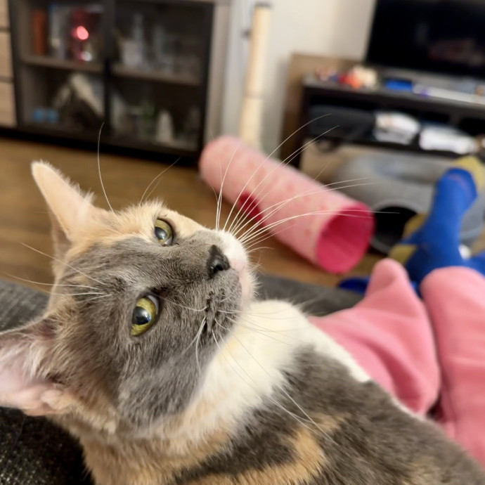 Mindful Purrfessional Care By Meg