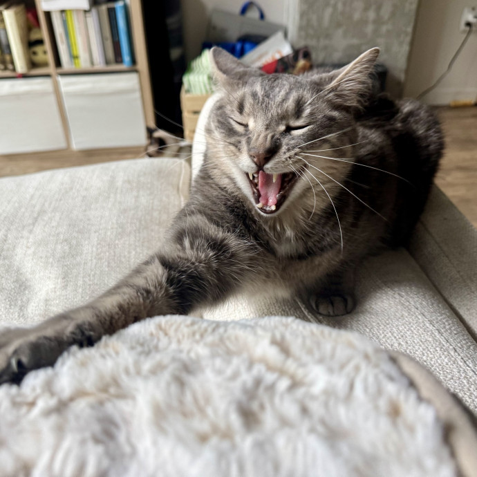 Mindful Purrfessional Care By Meg