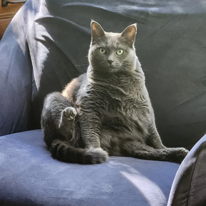 Proud Neighborhood Cat Lady