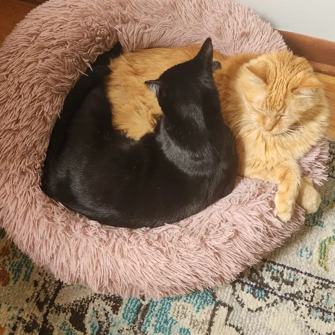 Proud Neighborhood Cat Lady