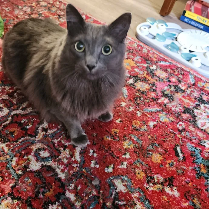 Proud Neighborhood Cat Lady