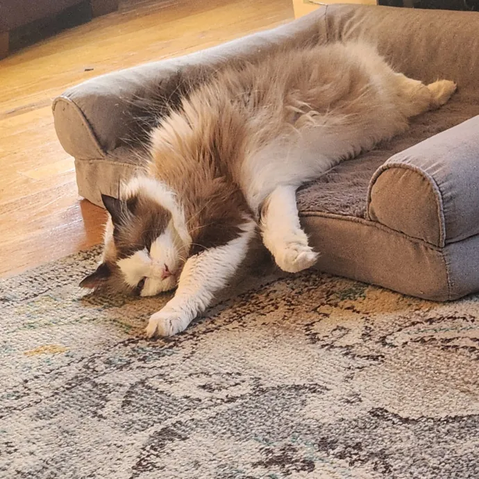 Proud Neighborhood Cat Lady