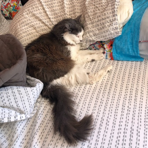 Tell Your Cat We Said Pspsps