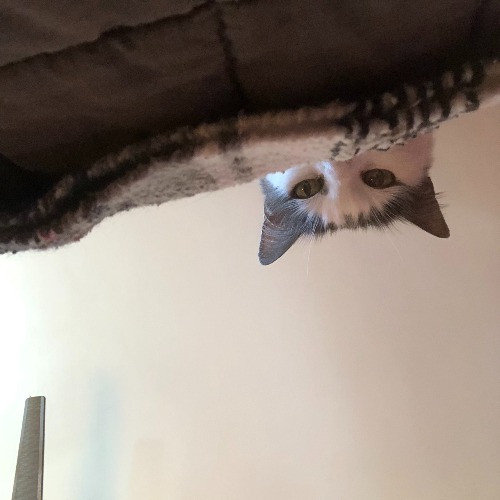 Tell Your Cat We Said Pspsps