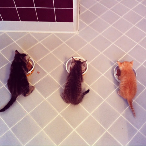 Tell Your Cat We Said Pspsps
