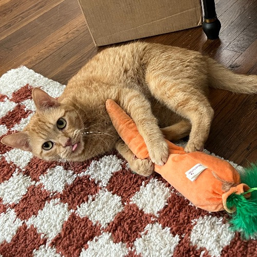 Tell Your Cat We Said Pspsps