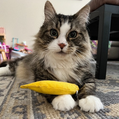 Tell Your Cat We Said Pspsps