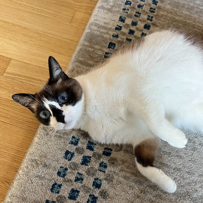 Tell Your Cat We Said Pspsps