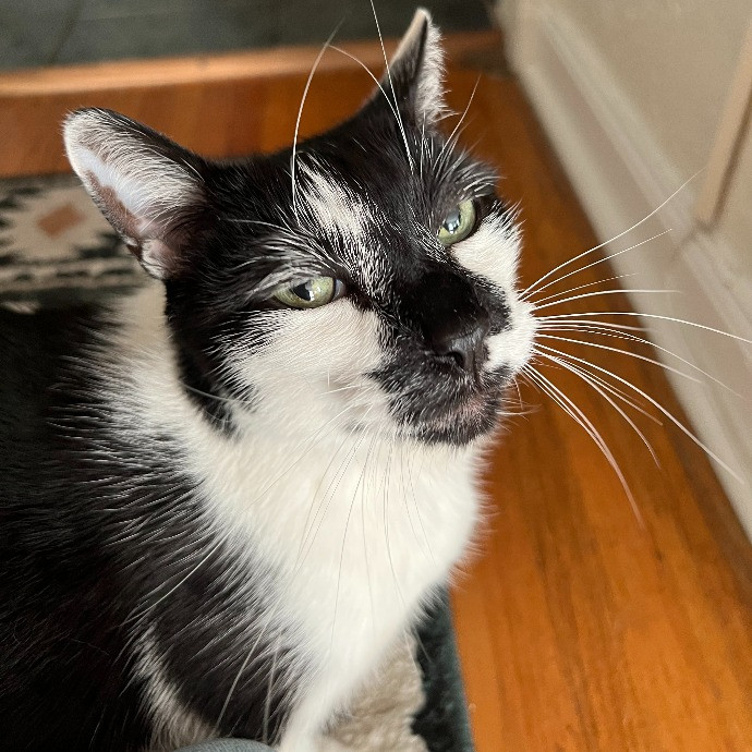 Tell Your Cat We Said Pspsps