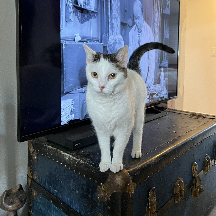 Tell Your Cat We Said Pspsps