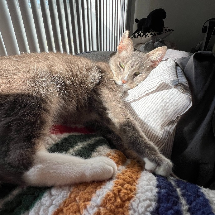 Tell Your Cat We Said Pspsps