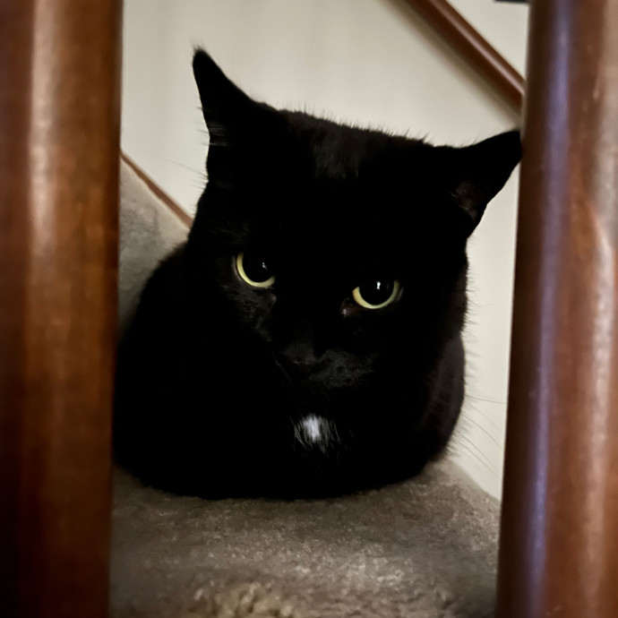 Deeksha's Purrfect Cat Sitting Service photo 3