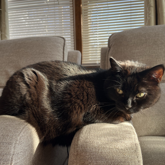 Deeksha's Purrfect Cat Sitting Service photo 2