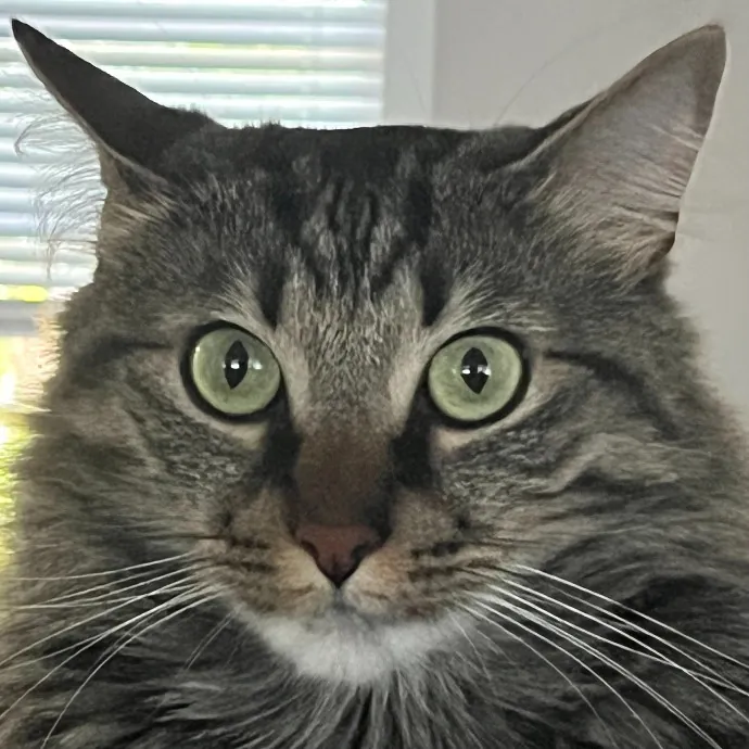 Purr-Sonalized Reliable Cat Care
