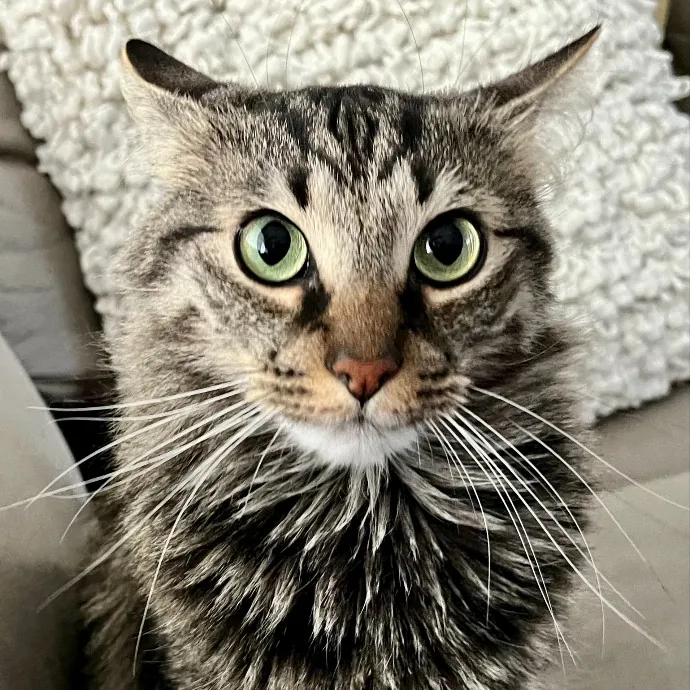 Purr-Sonalized Reliable Cat Care