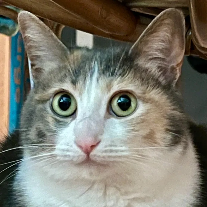 Purr-Sonalized Reliable Cat Care