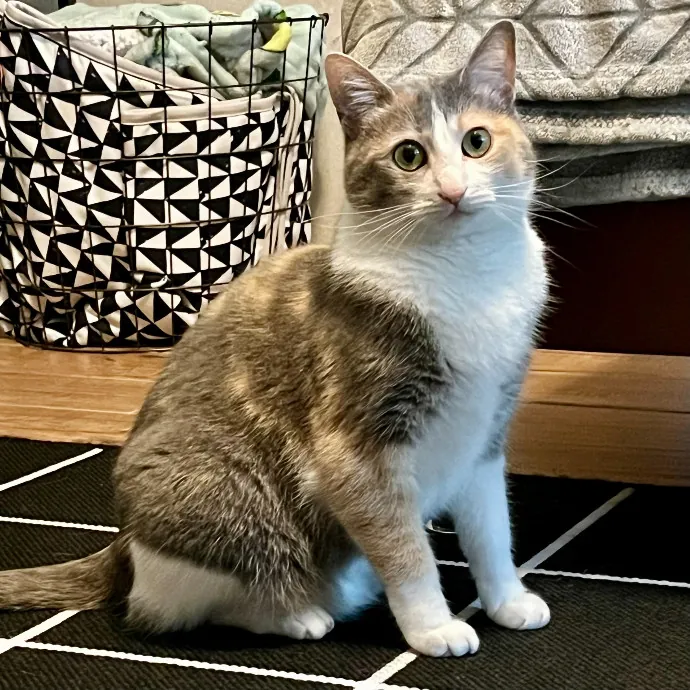 Purr-Sonalized Reliable Cat Care