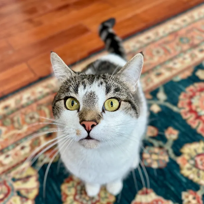 Purr-Sonalized Reliable Cat Care