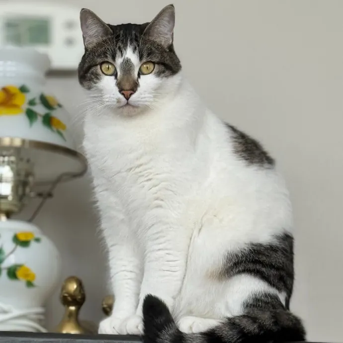 Purr-Sonalized Reliable Cat Care