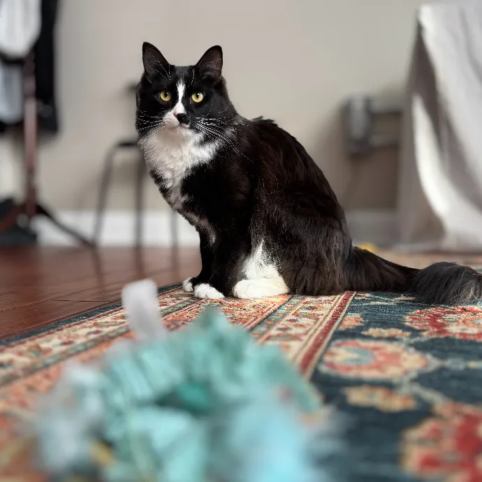Purr-Sonalized Reliable Cat Care