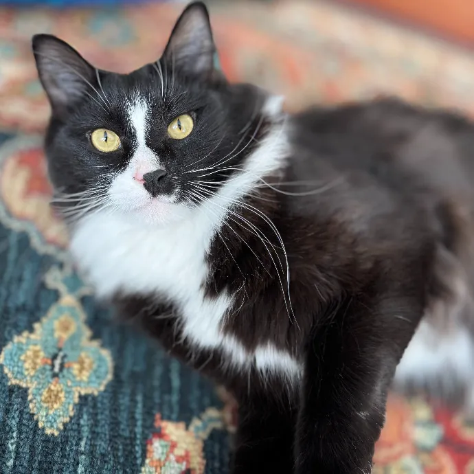 Purr-Sonalized Reliable Cat Care