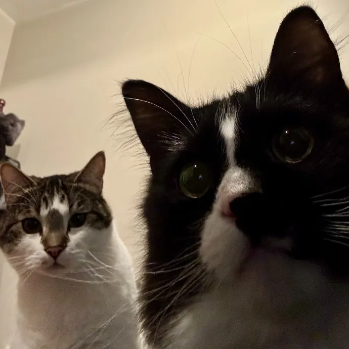 Purr-Sonalized Reliable Cat Care