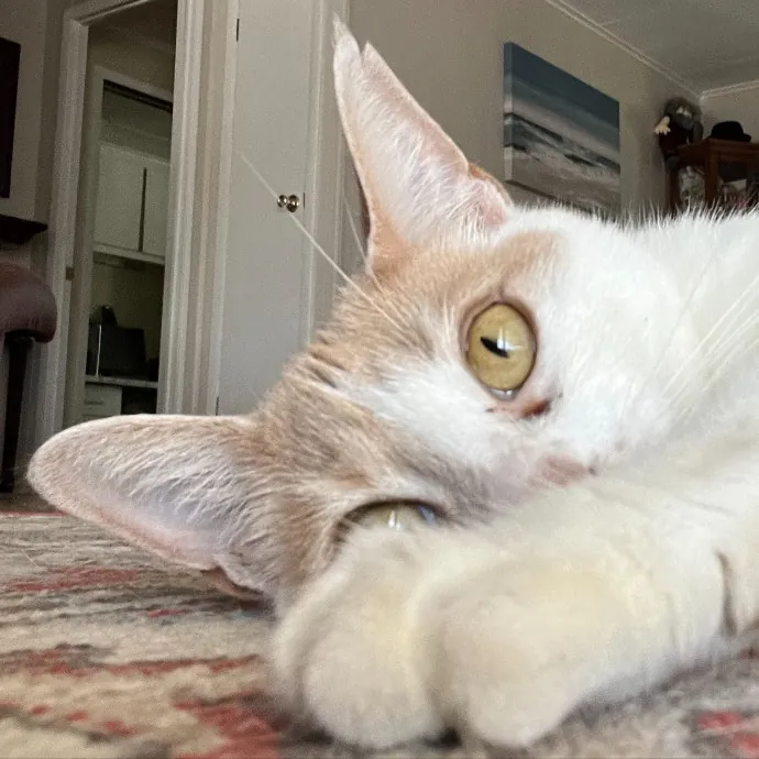Purr-Sonalized Reliable Cat Care