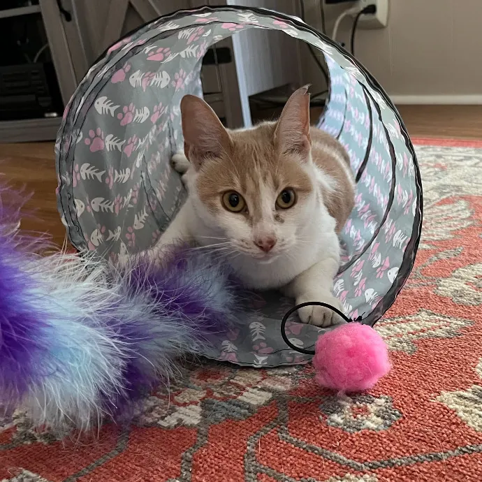 Purr-Sonalized Reliable Cat Care