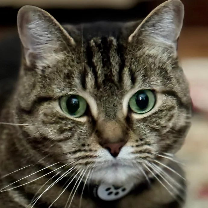 Purr-Sonalized Reliable Cat Care