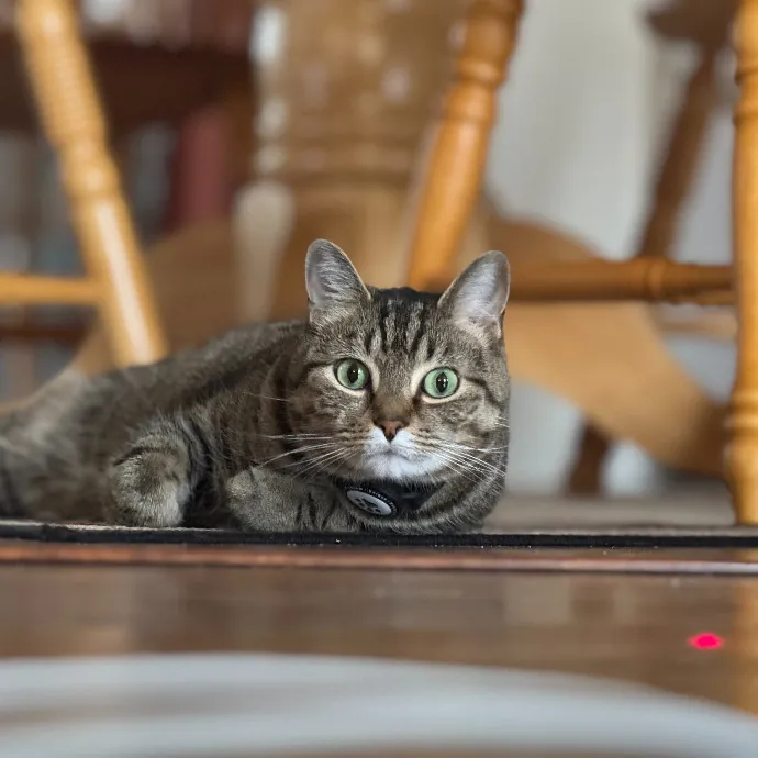 Purr-Sonalized Reliable Cat Care