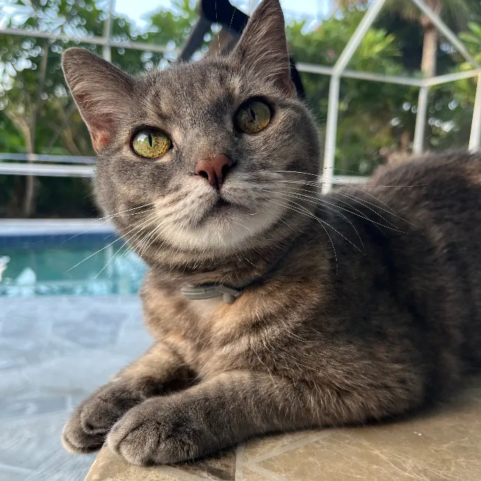 Purr-Sonalized Reliable Cat Care