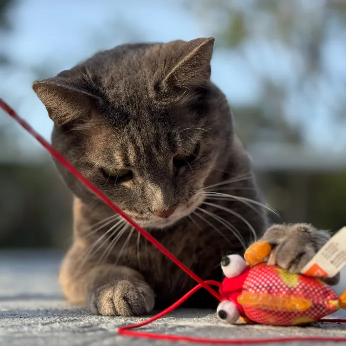 Purr-Sonalized Reliable Cat Care