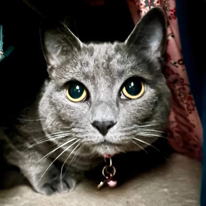 Purr-Sonalized Reliable Cat Care