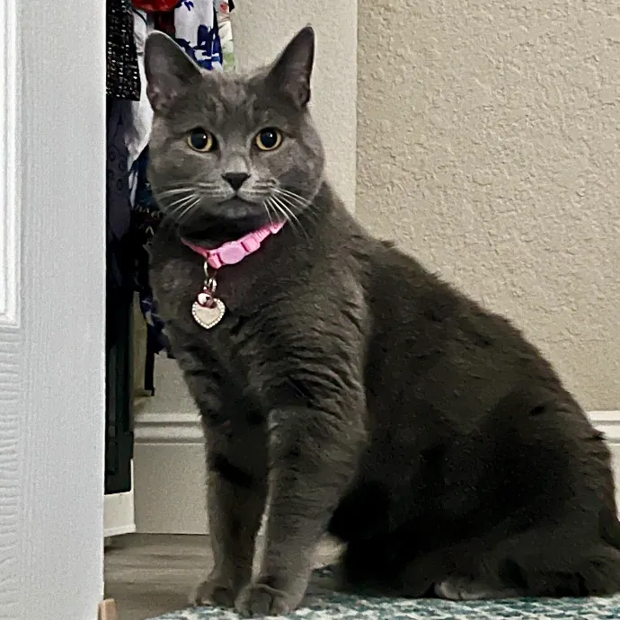 Purr-Sonalized Reliable Cat Care